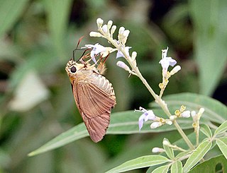 <i>Badamia</i> Genus of butterflies