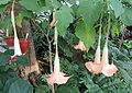 Brugmansia versicolor - Talcott Greenhouse - Mount Holyoke College - DSC04504.JPG