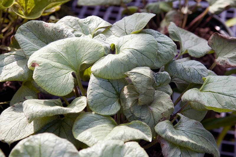 File:Brunnera macrophylla Looking Glass 3zz.jpg