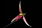 Thumbnail for Bulbophyllum sect. Intervallatae