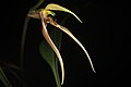 Bulbophyllum klabatense subsp. sulawesii