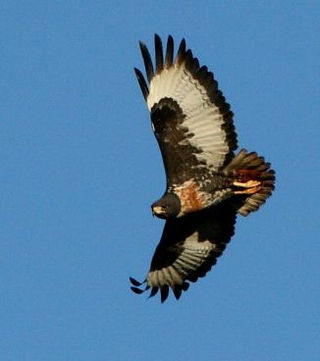 <span class="mw-page-title-main">Jackal buzzard</span> Species of bird