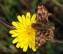 Carcharodus tripolina, false mallow skipper, Portugal Butterfly October 2007-1.jpg