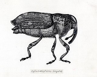 <i>Cylindrocopturus</i> Genus of beetles