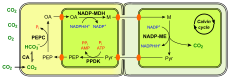 C4 photosynthesis NADP-ME type en.svg