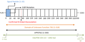 Annotated protein structure of UPF0762 indicating amino acids subject to modification post-translationally