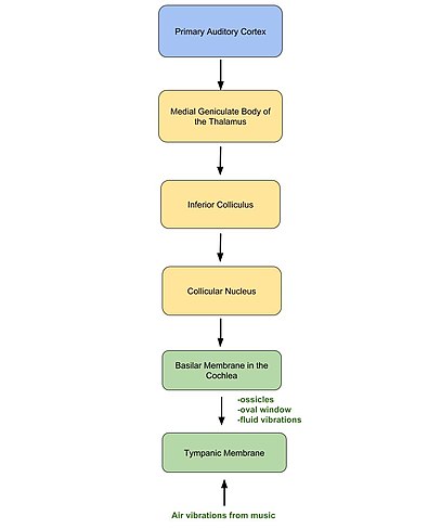 Fig.1 A diagram that shows the process involved in the auditory sensory relay from air vibrations from music to the primary auditory cortex CAES9722 fig1.jpg