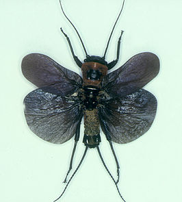 Thaumatoperla alpina