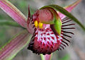 Caladenia arenicola Labellum