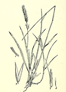Calamagrosis tweedyi ilustrasi 1897.jpg