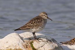 Calidris fuscicollis, Піщане озеро (Sandy Lake), Альберта, Канада