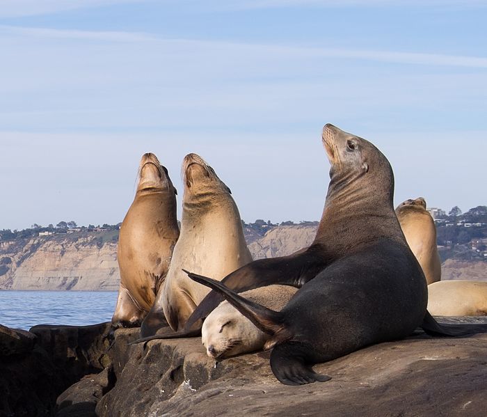 File:California sea lions in La Jolla (70539).jpg