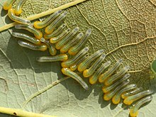 Caliroa quercuscoccineae-larvae.jpg