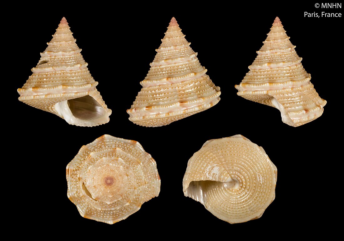 Calliostoma herberti