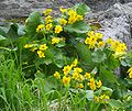 Caltha fistulosa Schipcz エゾノリュウキンカ