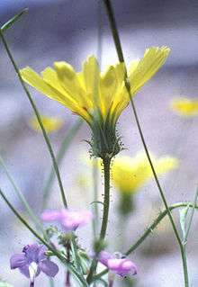 Calycoseris parryi.jpg