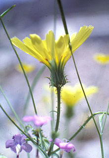 <i>Calycoseris parryi</i> species of plant