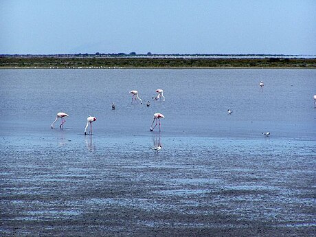 Camarguedeltaet