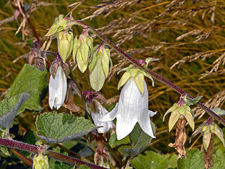 <i>Campanula lanata</i> Species of flowering plant