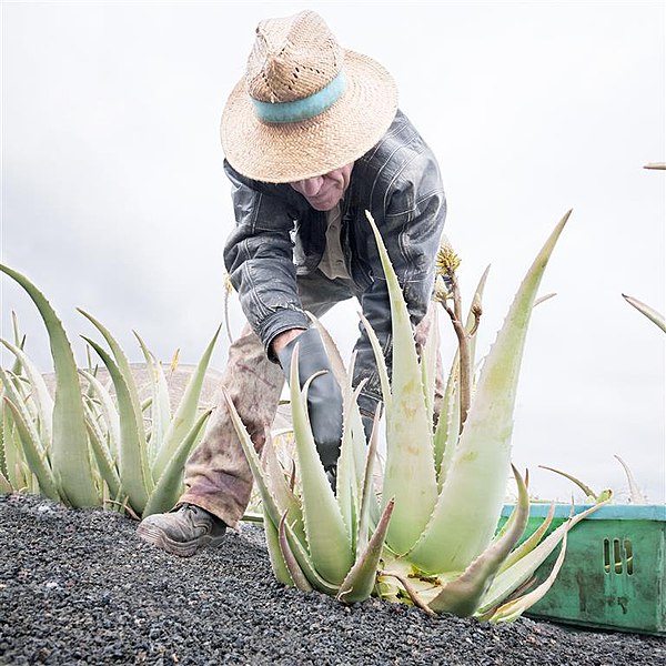 File:Campesino cortando hojas en Finca Ecológica de Lanzaloe.jpg