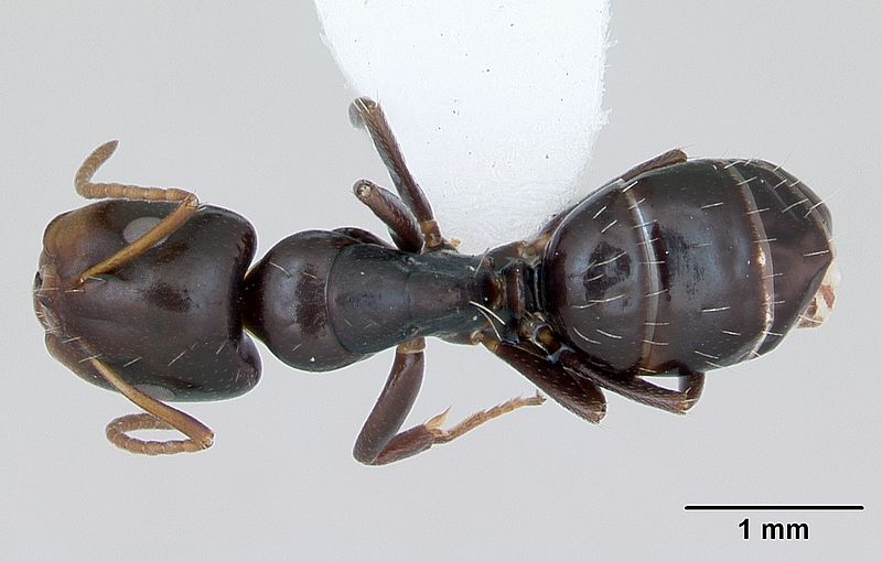 File:Camponotus vagulus casent0173458 dorsal 1.jpg