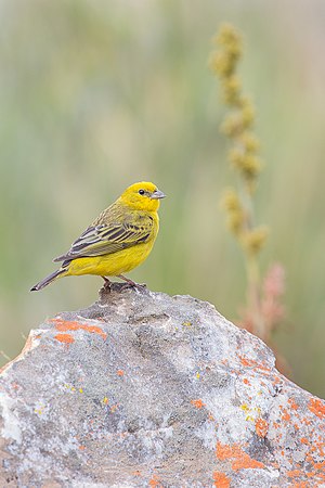 Male Cicalis citrina (Stripe-tailed Yellow-finch) at Serra do Cipó, MG, Brazil