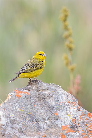 <span class="mw-page-title-main">Stripe-tailed yellow finch</span> Species of bird