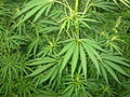 Листья конопли (Cannabis sativa)