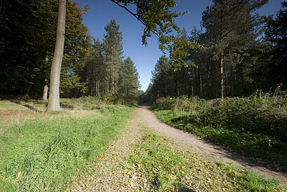 How to get to Cannock Chase with public transport- About the place