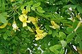 ყვითელი აკაცია (უძრახელა) Caragana arborescens
