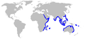 Spot-tail hai geografisk rekkevidde