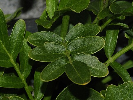 Cardamine uliginosa (1).JPG