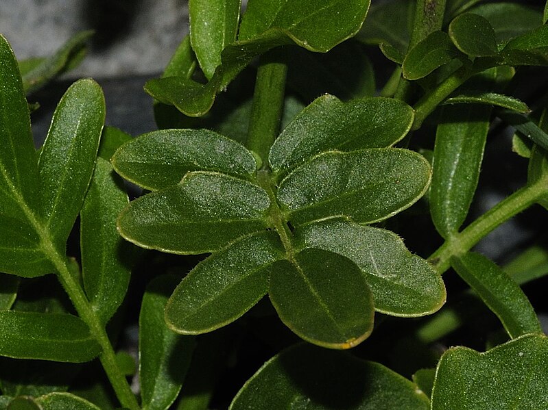 File:Cardamine uliginosa (1).JPG