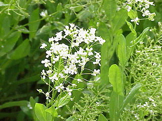 <i>Lepidium draba</i> species of plant