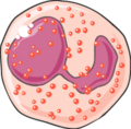 Eosinophil granulocyte 2
