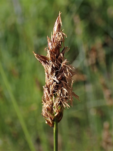 File:Carex appropinquata kz03.jpg