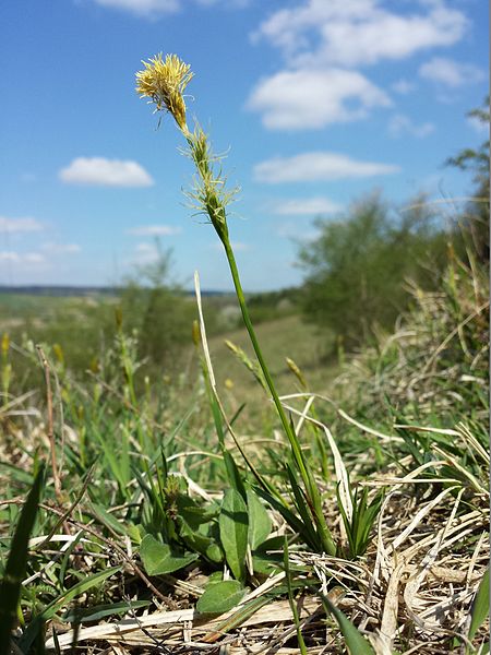 File:Carex michelii sl2.jpg