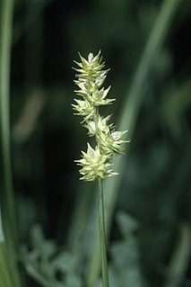 <i>Carex sparganioides</i> Species of grass-like plant