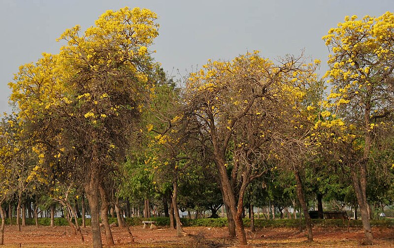 File:Caribbean Trumpet Tree (Tabebuia aurea) in Hyderabad W IMG 7094.jpg