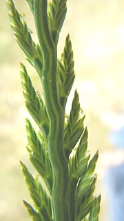 <i>Catapodium marinum</i> Species of plant