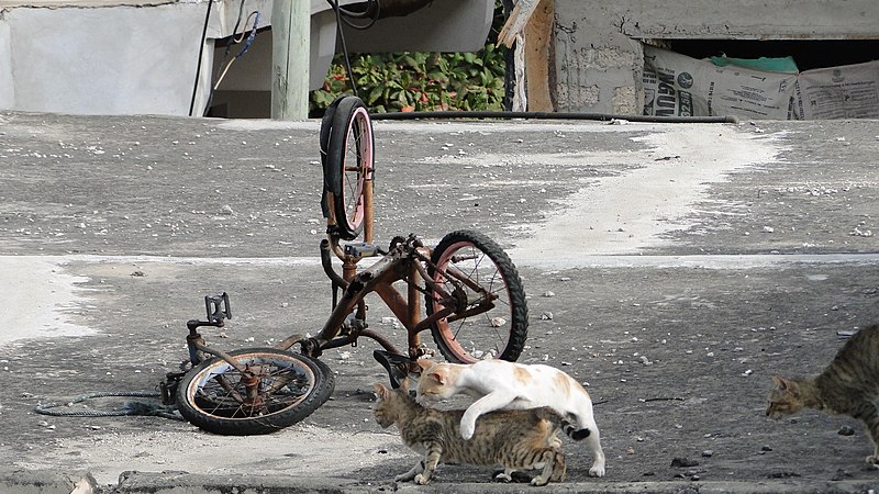 File:Cats Playing in lamu.jpg