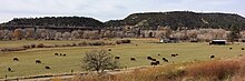 Cattle grazing near Bayfield, Colorado