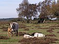 Cattle on Longcross Plain, New Forest - geograph.org.uk - 274798.jpg