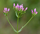 Centaurium erythraea (Echtes Tausendgüldenkraut) [D]