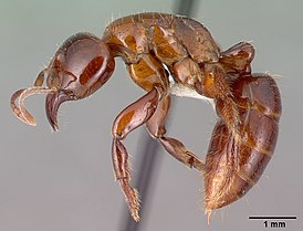 Centromyrmex