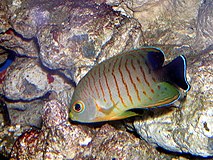 Eibls Zwergkaiserfisch (C. eibli)
