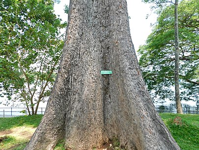 405px-Centuries_old_Red_Cotton_Tree_at_Kodungallur%2C_India.jpg