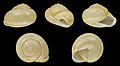 * Nomination Shell of a White-lipped snail, Cepaea hortensis --Llez 06:42, 14 November 2021 (UTC) * Promotion  Support Good quality. --Ermell 06:52, 14 November 2021 (UTC)