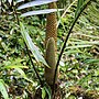 Miniatura para Ceratozamia latifolia