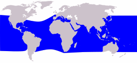 Cetacea range map Rough-toothed Dolphin.svg